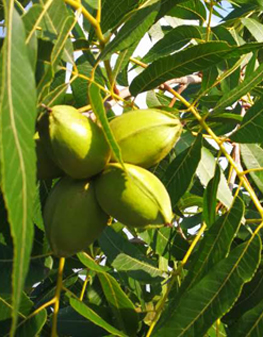 AI换脸视频APP色下载种植